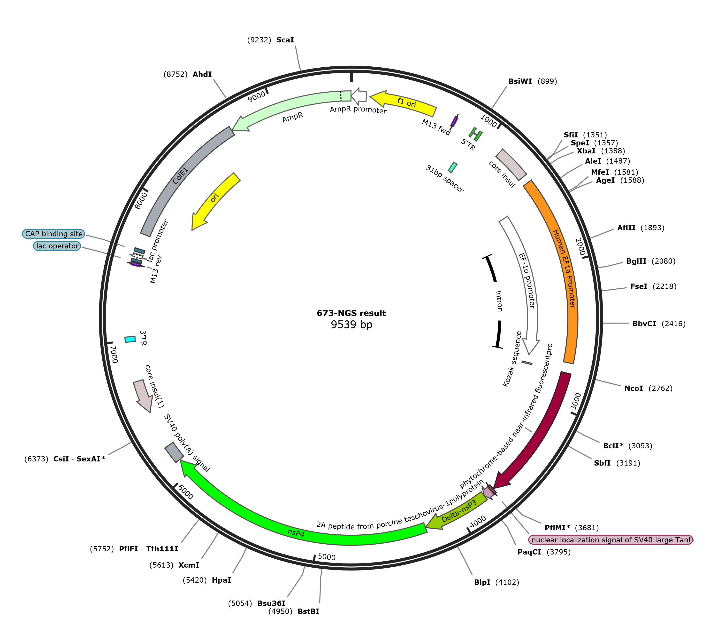 ML700 pEF1a-iRFP-nsP4 for high-replicase host cells载体图谱.png